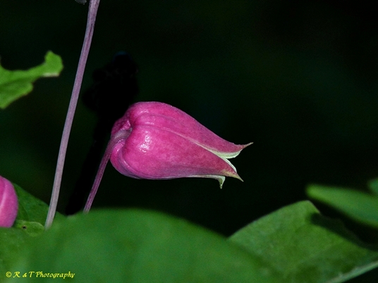 {Clematis glaucophylla}